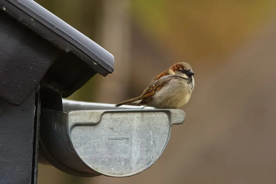 A house sparrow sitting on a metal gutter with a blurred natural background.